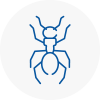 Ant Removals In Cornwall
