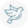 Bird Prevention Cornwall