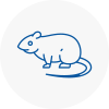 Rat Control Cornwall