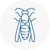 Cornwall Wasp Nest Removal